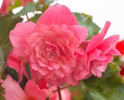 This flower may be the perfect candidate for a hanging basket. The Best Trailing Begonias For Hanging Baskets Farmer Gracy S Blog