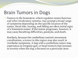 If you spot these or a few other symptoms of a brain tumor in your pet, take him to the veterinarian immediately for. Signs Of Brain Tumors In Dogs Brain Tumor Tumor Tumors On Dogs