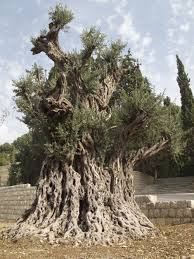 Oldest Olive Tree In The World Is In Lebanon Avec Images Photo Arbre Arbres Etranges Arbres Remarquables