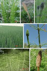 Image result for Equisetum ramosissimum