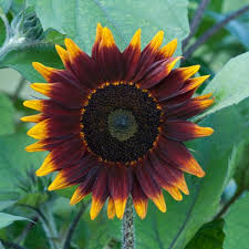 Flowers that start with the letter s would be sunflowers and salvia. 20 Can T Kill Flowers For Beginners Easiest Flowers To Grow In The Garden Hgtv