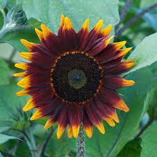 All types listed that will add a nice splash of red to any garden, patio or yard. 20 Can T Kill Flowers For Beginners Easiest Flowers To Grow In The Garden Hgtv