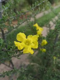 Image result for Rhigozum brevispinosum