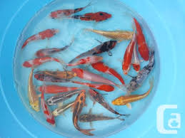 In this part of our online catalog you will find just a fraction of some of the koi we have for sale. High Quality Koi Fish Spring Sale For Sale In Richmond British Columbia Classifieds Canadianlisted Com