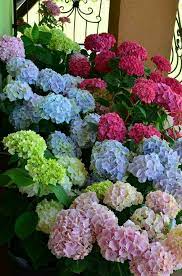 Pin By Jordan On Hortencias Beautiful Flowers Hydrangea Colors Flower Garden