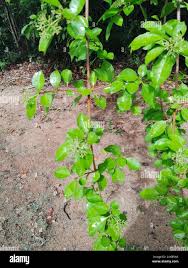 Image result for Pisonia aculeata