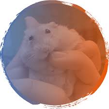 Hamsters are small rodents that are commonly kept as house pets. Hamster Facts Sheet Hamster Vet In Miami Fl Paws Claws They Love Lots Of Attention And Enjoy Interacting With Their Owners