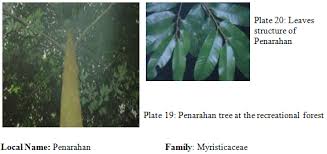 Up to april 2007, species such as jelutung, sentang, khaya ivorensis, khaya senegalensis, merawan siput jantan, meranti temak nipis, karas dan meranti temak have been established. Tunza Eco Generation Eco Generation