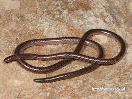 St Lucia Thread Snake Leptotyphlops Bruilei Endemic 2nd Smallest Snake In The World Snake Small Snakes Lucia