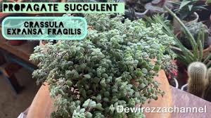 Image result for Crassula expansa