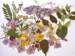 $1.00 coupon applied at checkout. Pressed Flowers For Crafts Mixed Pack Pressed Flower Art Dried Pressed Flower Art Dry Flowers Dried Flowers Art Modern Botanical Art Pressed Flowers Flower Art Pressed Flower Art