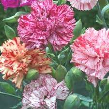 Carnation Chabaud Picotee Mix Flower Seeds Dianthus Caryophyllus 50 Seeds Exo 50seeds Carnation Car Carnation Flower Flower Seeds Dianthus Perennial