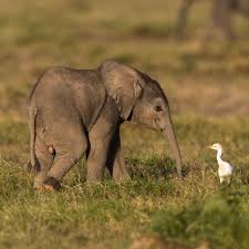 Les éléphants sont les plus gros animaux terrestres. Epingle Par Emi Pendas Sur Wild Kingdom The Wonders Of Wildlife Photo Animaux Bebes Animaux Elephanteaux