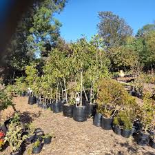 Image result for Heywoodia