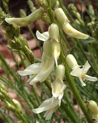 Image result for Lonchocarpus