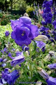 Plantfiles Pictures Canterbury Bells Blue Cup And Saucer Caerulea Campanula Medium Var Calycanthema By Kell Blue Cups Planting Flowers Campanula
