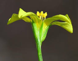 Image result for Limeum sulcatum