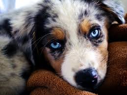 The parents are both family dogs and have great traits and. Brandy S Creek Aussies Reviews Show Me The Pawfax