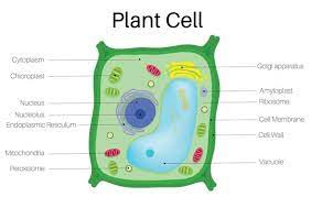 Check spelling or type a new query. 6 Types Of Plant Cells Their Characteristics Examples And Functions