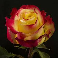 Beautiful Rose W Red Edge Beautiful Flowers Flowers Rose Flower