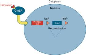 It has been used for albright syndrome. The Creer Loxp System Creer Is A Tamoxifen Inducible Cre Recombinase Download Scientific Diagram