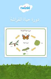دورة حياة الفراشة Childrens Learning Photo Frame Wallpaper Framed Wallpaper