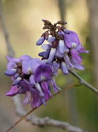 Image result for Philenoptera