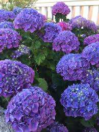 Ook in bloempotten op een balkon of terras zal de hortensia een echte blikvanger zijn. Hortensias Bleus De L Ardoise Au Pied De La Jeune Plante Lui Donnera Cette Couleur Beautiful Flowers Hydrangea Garden Pretty Flowers
