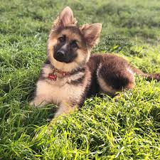 Texas German Shepherds Home Facebook