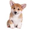 Please make sure your pets are current with their license and rabies vaccination. Https Encrypted Tbn0 Gstatic Com Images Q Tbn And9gcra75yaljp2kzyvjb78 U31bccdkhu3 Bfxt7j7zew Usqp Cau