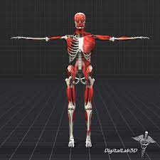 Humans are born with over 300 bones; 3d Human Muscle And Bone Structure Cgtrader