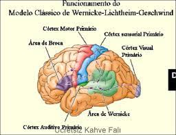 kahve fali erkek cinsel organi neurociencia area de broca homeostase