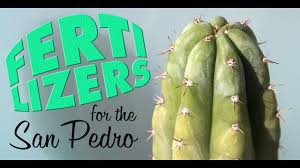 But this time it is not famous for its ornamental bearing, but also for the substance it san pedro cactus growing needs. Fertilizers For The San Pedro Cactus And Other Trichocereus Cacti Youtube