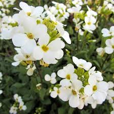 Image result for Arabis alpina