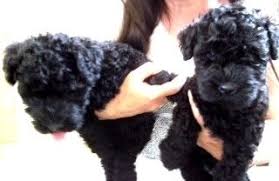 Our first show dog, ch. Kerry Blue Terrier Puppies For Sale California Street Ca 263405