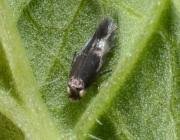 Image result for Enteucha acetosae