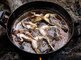 This article contains information about the frogs in the game. Vampire And Bird Frogs Discovering New Amphibians In Southeast Asia S Threatened Forests