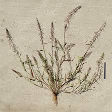 Image result for Dinebra retroflexa