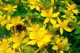 kantaron yagi kantaron yagi faydasi tibbi bitkiler dogal receteler dogal