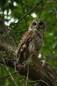 Please visit official websites for the latest information. A Tree Falling Colleyville Nature Center April 2016