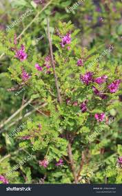 Image result for Hionanthera