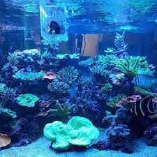 Setelah anda melihat beberapa contoh model akuarium berkelas di atas mungkin anda tertarik untuk memiliki salah satu. Java Reef Studio Pembuatan Aquarium Laut Toko Perlengkapan Dan Pembuatan Aquarium Air Laut