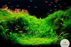 Maybe you would like to learn more about one of these? Aquarium Lighting Led Or Fluorescent Love Ferplast
