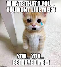 Cute Cat Meme Imgflip