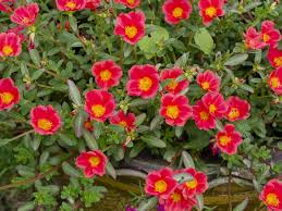Image result for Portulaca oleracea