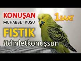 konusan muhabbet kusu fistik ozel 1 saat dinletkonussun youtube muhabbet kuslari kus hayvanlar