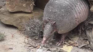 How to trap a groundhog using live trap is a groundhog wreaking havoc in your garden? No Bee Cave Bob This Year Texas Twist On Groundhog Day Canceled Kvue Com