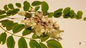 See more of botanika fiori spontanei on facebook. Robinia O Acacia Proprieta Dei Fiori E Ricette In Cucina Oltre Tv