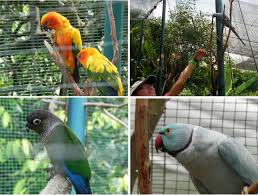 kuala lumpur bird park sun conure upper left green cheeked conure lower left and indian tourist places sun conure us travel