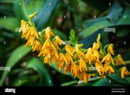 Image result for Polystachya bennettiana